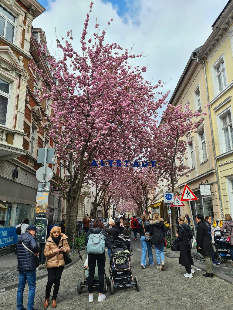 Bild 09_Kirschblüte_01