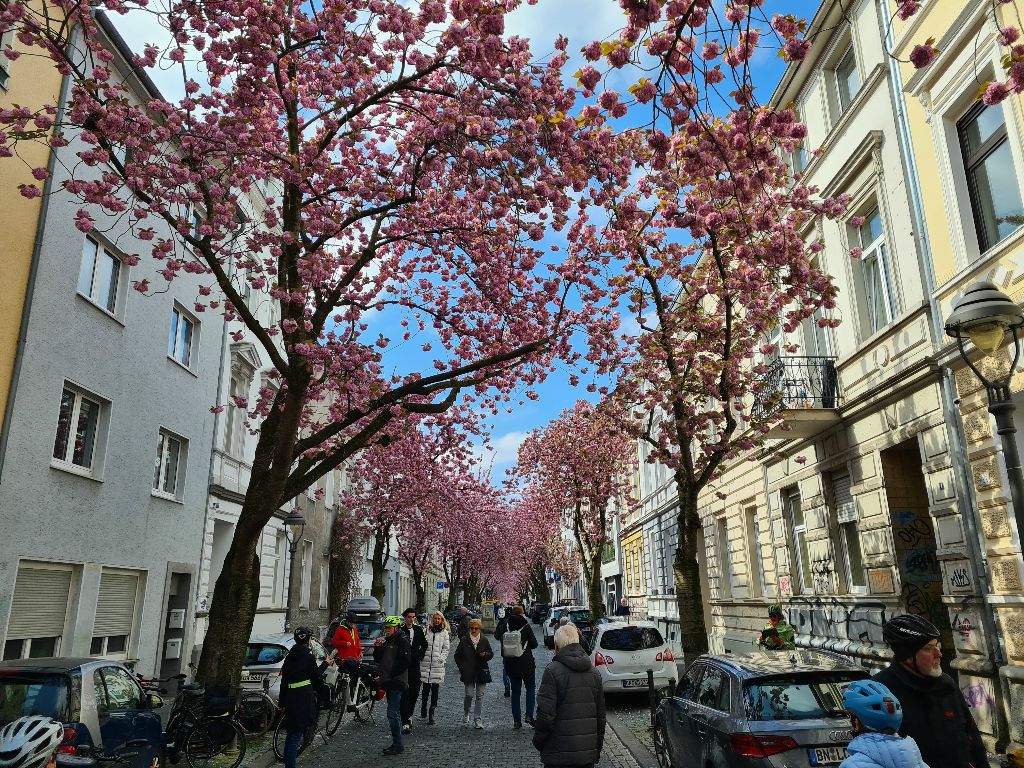 Bild 10_Kirschblüte_02