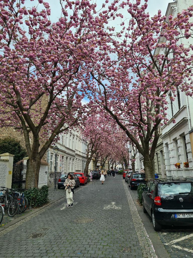 Bild 11_Kirschblüte_03