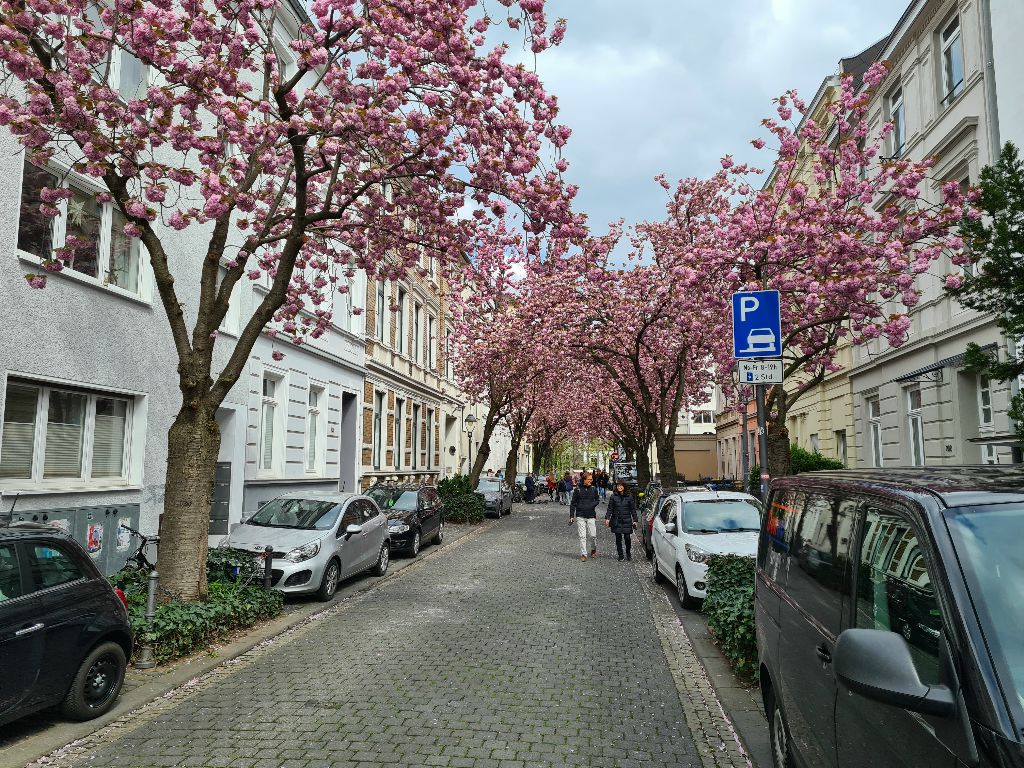 Bild 12_Kirschblüte_04