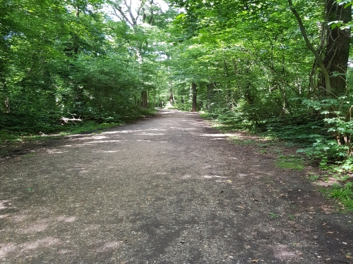 Bild Waldweg bei Horrem