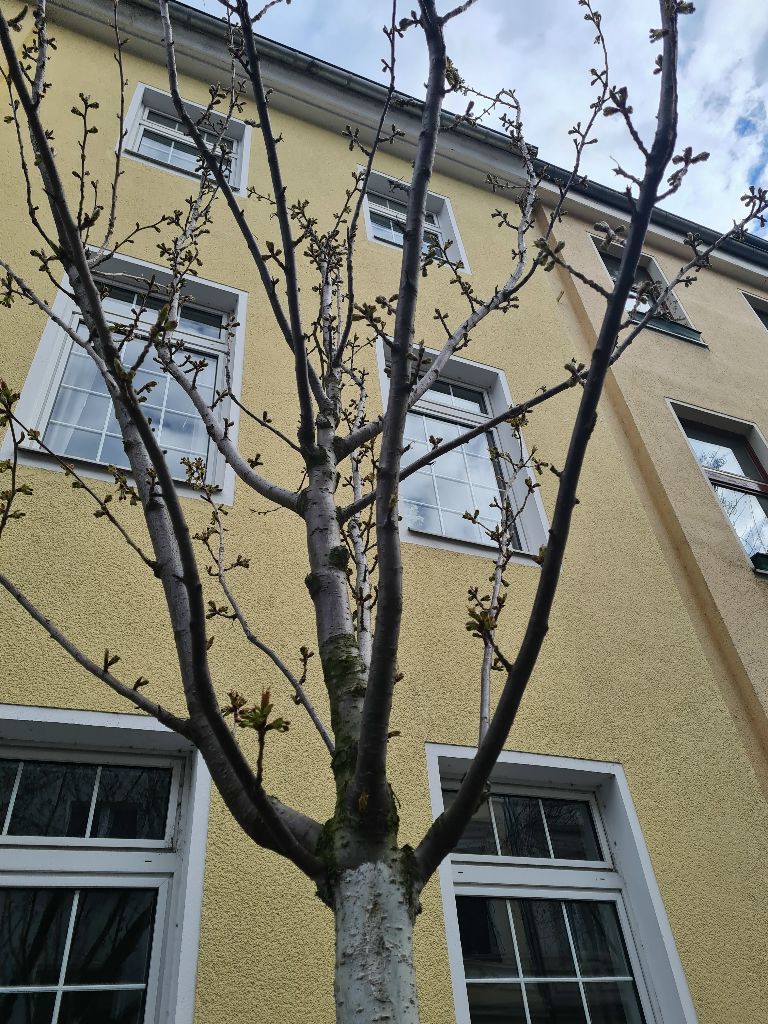 Bild 03_BlaetterKommen