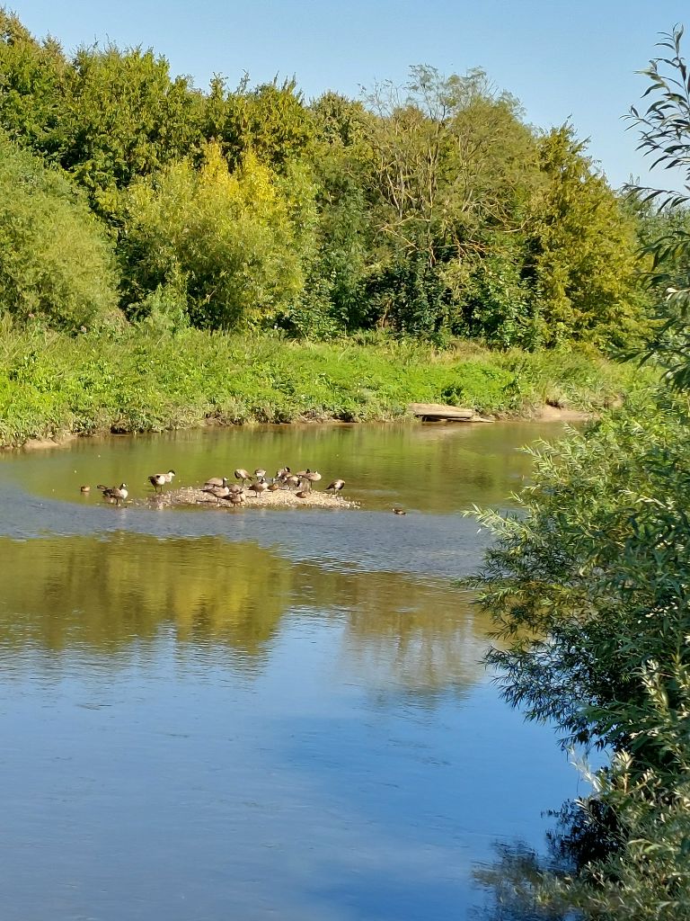 Bild 07_Blick_auf_die_Niers